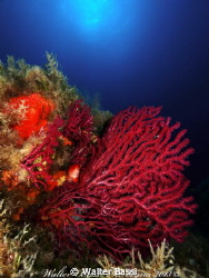 "RED FAN" by Walter Bassi 